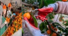 Post Harvest Technology